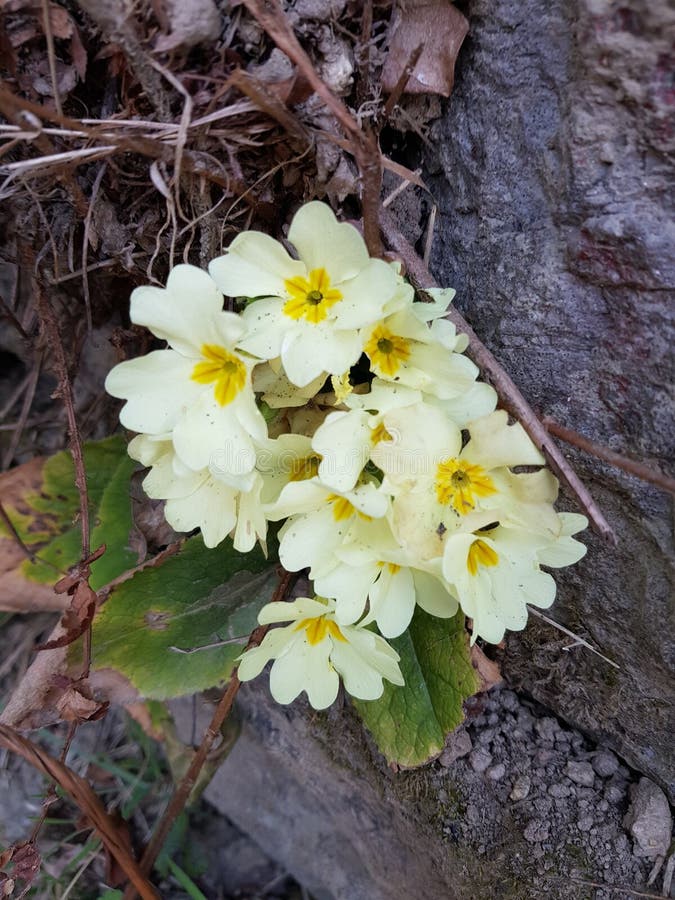 Italiaanse de lentebloemen op de Alpen royalty-vrije stock afbeelding Italiaanse de lentebloemen op de Alpen royalty-vrije stock afbeelding