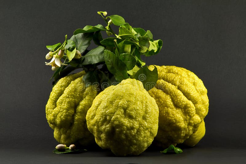 Italiaanse lemmons stock afbeelding Italiaanse lemmons stock afbeelding