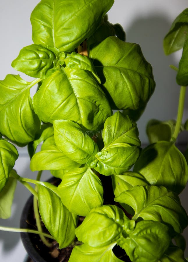 Italian Basil Plant in Home Stock Photo Image of leaf, traditional