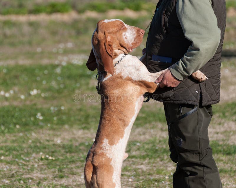 An Italian Bracco, a pointing hunting dog breed