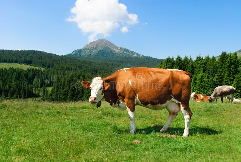 Italian Cow stock image. Image of mountains, summer, season 16919537