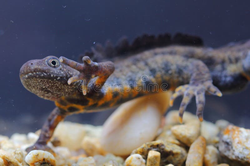 The Italian crested newt (Triturus carnifex) male in underwater natural habitat