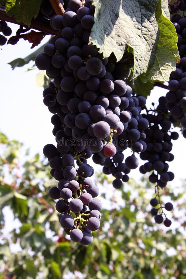 Barolo grapes in Italy stock photo. Image of spirit, langhe 6949072
