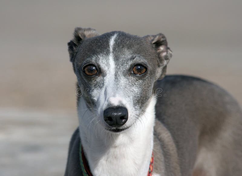 Italian Greyhound