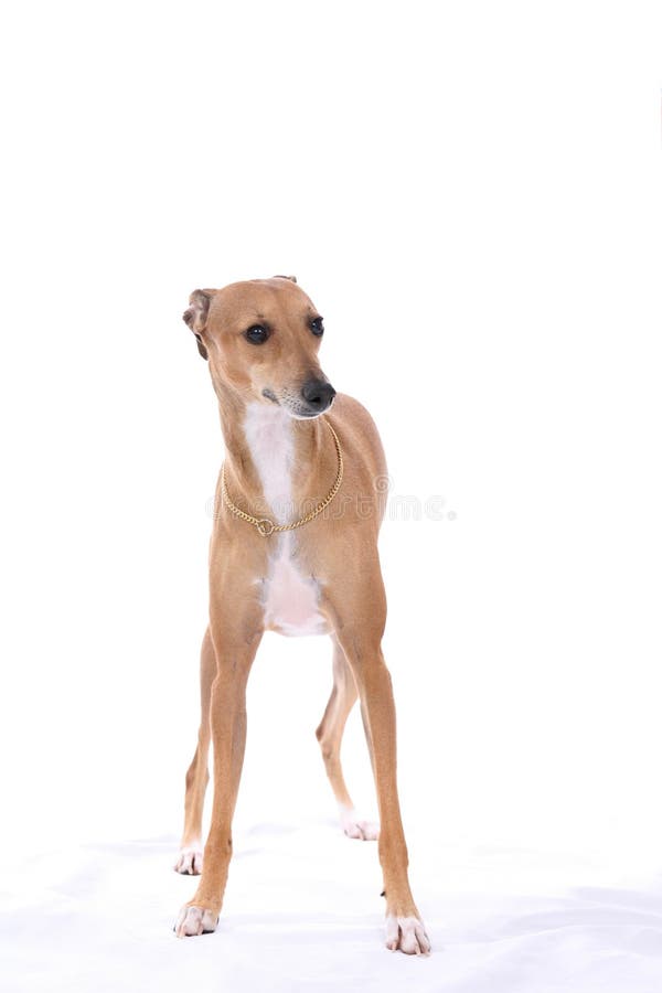 Italian Greyhound dog standing