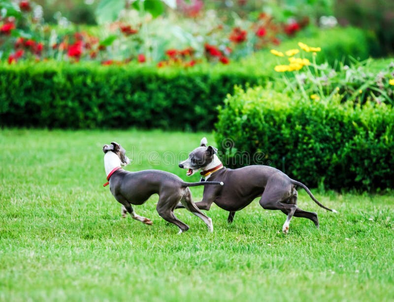 Italian Greyhound Playing in Countryside Park Stock Image Image of