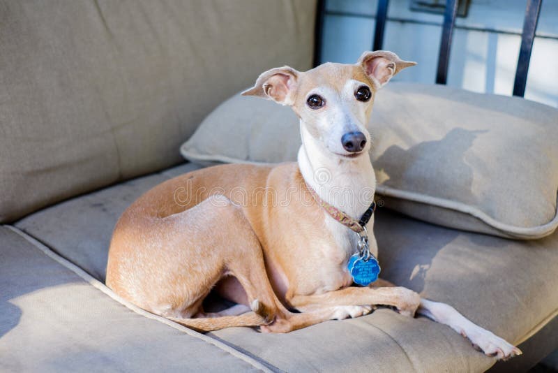 Italian Greyhound royalty free stock images Italian Greyhound royalty free stock images