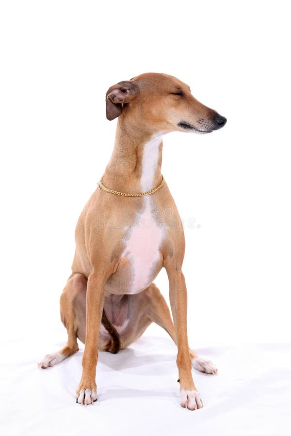 Italian Greyhound sitting aloof