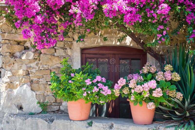 347 Italian House Bougainvillea Stock Photos - Free & Royalty-Free Stock  Photos from Dreamstime