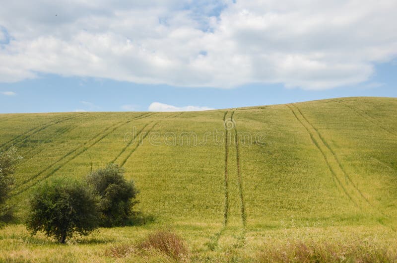 Italian landscape in summer - hills and field