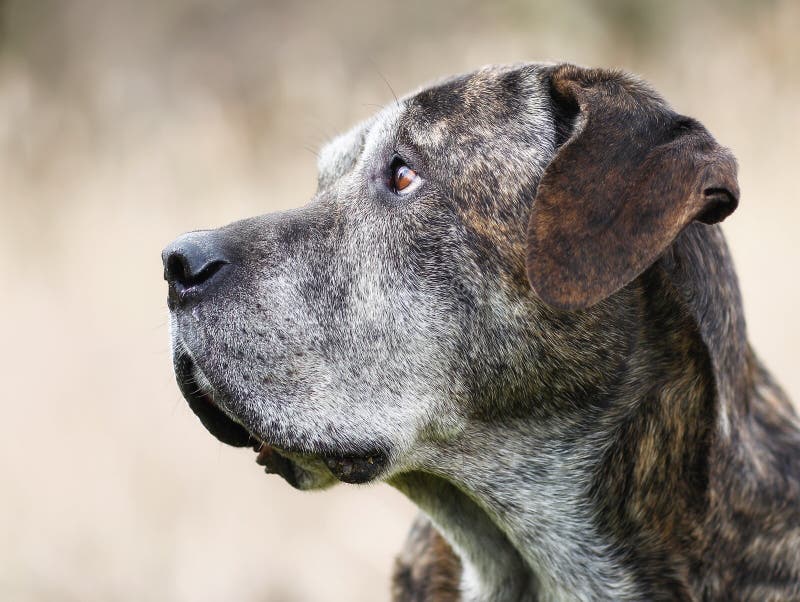 Great dane cane corso neapolitan hotsell mastiff mix