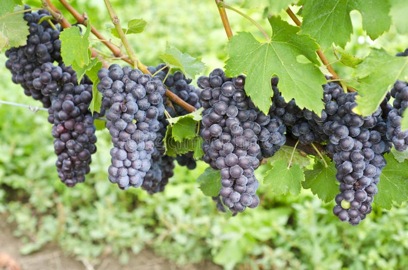 Italian Nebbiolo Red Wine Grapes on the Vine 3 Stock Image Image of