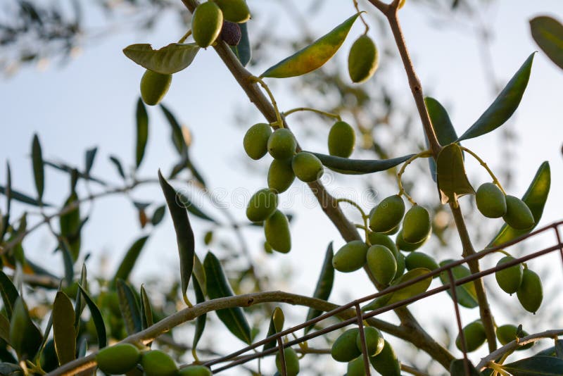 Italian olive tree stock image. Image of autumn, leaves 99021823