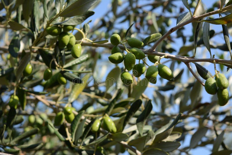 Olive Tree Plantation in the Italian Countryside at November Stock