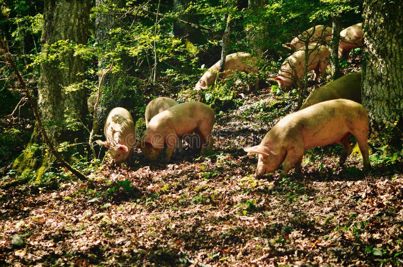 Italian Pigs stock image. Image of glade, mammal, grassland 41786607