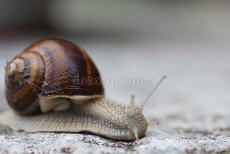 Italian Snails stock image. Image of summersnails, beautiful 64654001