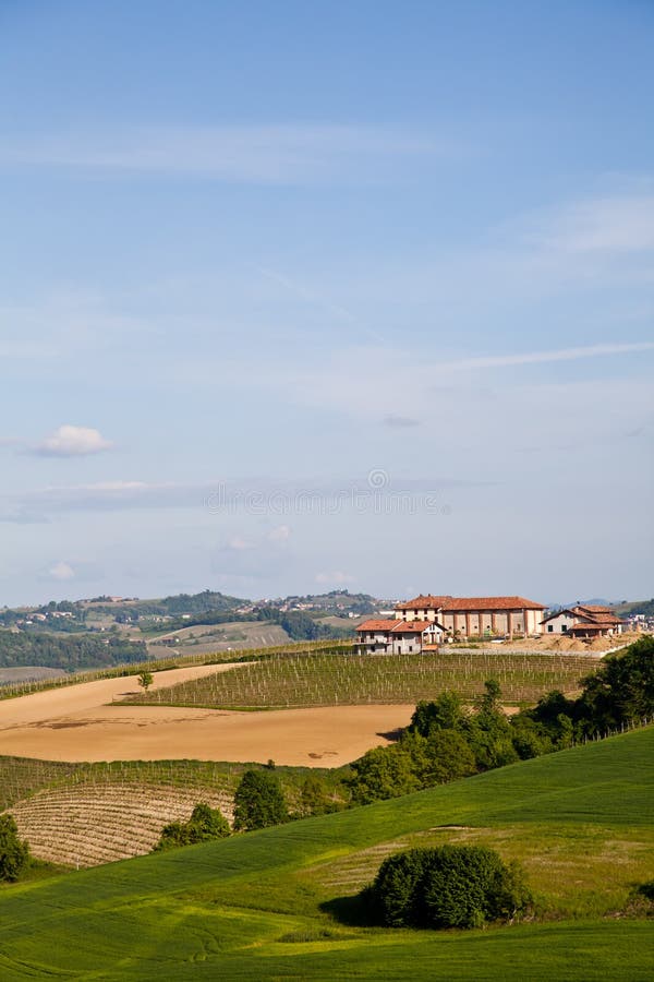 Italian vineyard: Monferrato