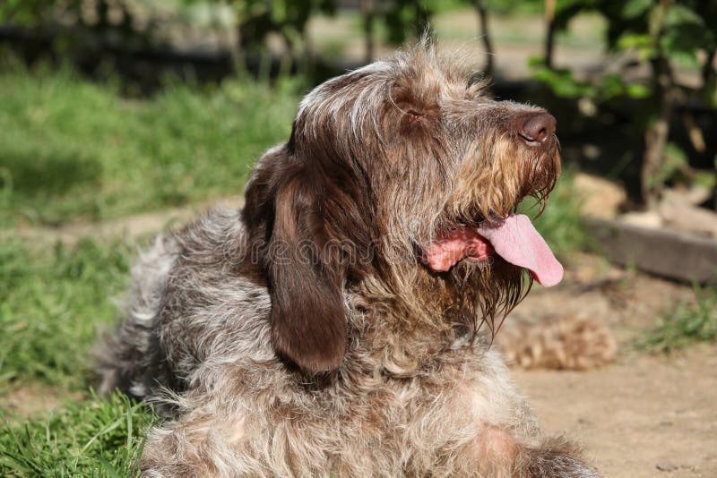 Italian Wirehaired Pointing Dog Resting in the Garden Stock Photo