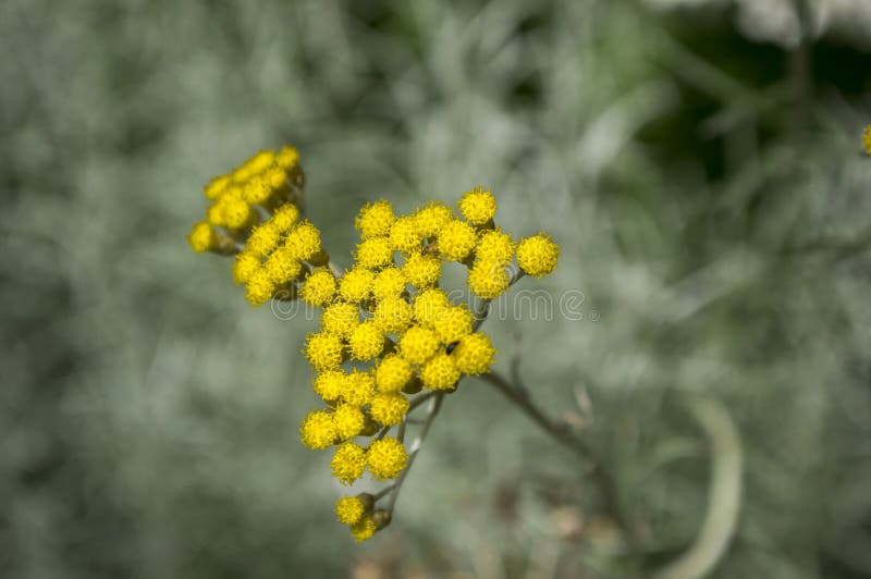 Italicum de Helichrysum en fleur, groupe jaune arrondi de petites fleurs photos stock Italicum de Helichrysum en fleur, groupe jaune arrondi de petites fleurs photos stock