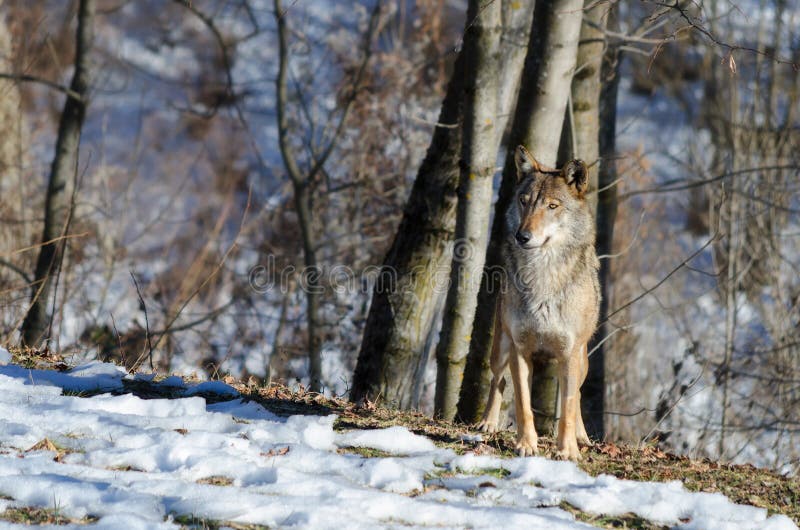 Italicus italiano di canis lupus del lupo immagine stock libera da diritti Italicus italiano di canis lupus del lupo immagine stock libera da diritti