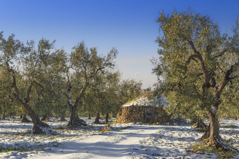 Italien landskap: vinterApulia bygd Snöig fält med olivträd och trullo Typisk exempel av det lantliga Apulian fältet arkivbild Italien landskap: vinterApulia bygd Snöig fält med olivträd och trullo Typisk exempel av det lantliga Apulian fältet arkivbild