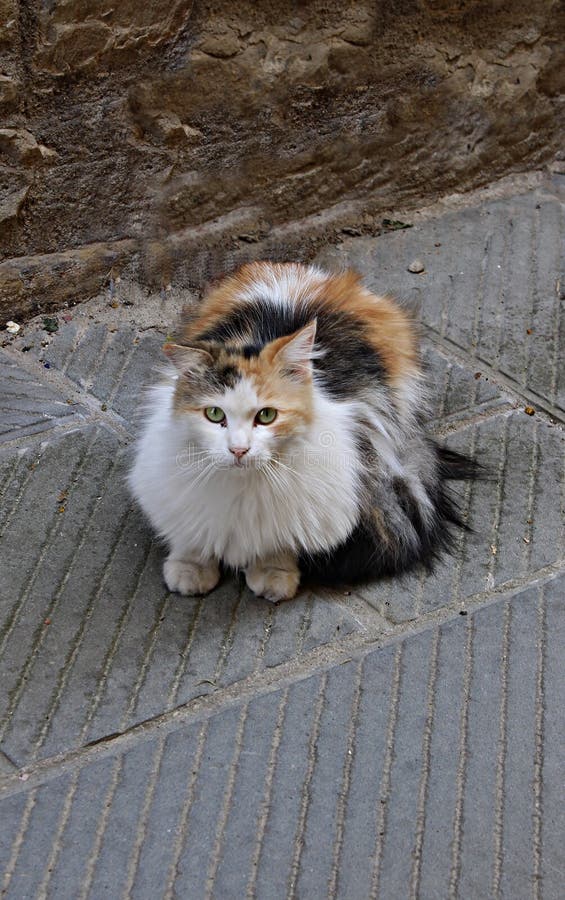 Italien, Umbrien: Die Katze in der Straße lizenzfreie stockfotos Italien, Umbrien: Die Katze in der Straße lizenzfreie stockfotos