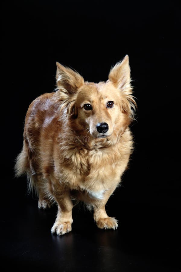 Italienischer nicht reinrassiger Hund 2417 lizenzfreie stockfotos Italienischer nicht reinrassiger Hund 2417 lizenzfreie stockfotos