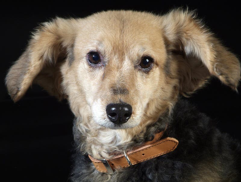 Italienisches nicht reinrassiges Hundepelzgold des Hund 5975Italian nicht reinrassiges, verkupfern lizenzfreie stockbilder Italienisches nicht reinrassiges Hundepelzgold des Hund 5975Italian nicht reinrassiges, verkupfern lizenzfreie stockbilder