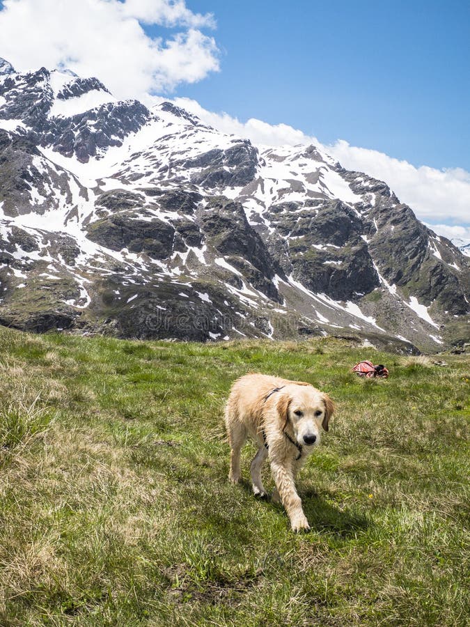 Italy, Lombardy, Alps, Golden Retriever Puppy Dog In Mountain Me Stock ...