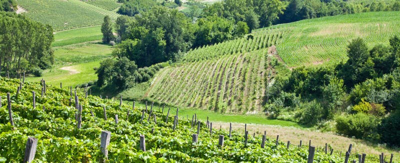 Italy - Piedmont region. Barbera vineyard