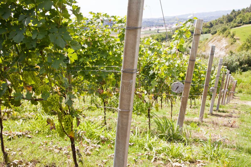 Italy - Piedmont region. Barbera vineyard