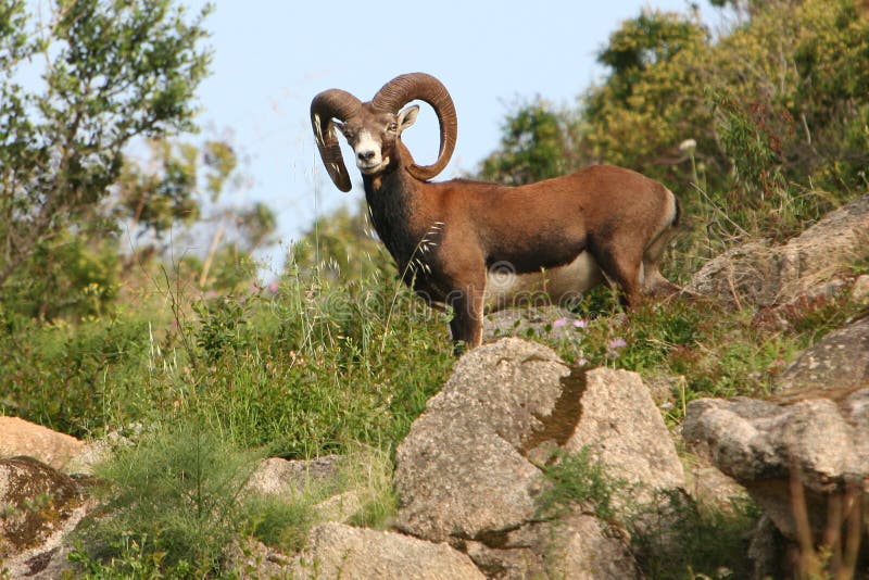 Italy Sardegna, mouflon of the Gallura