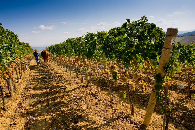 Italy, Tuscany, Bolgheri Valley, Vineyard, Wine Grape Stock Image ...