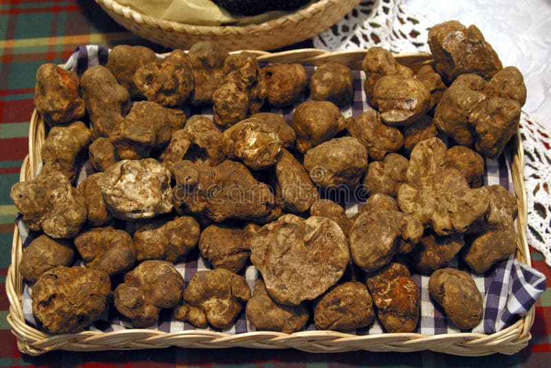 Italy, Tuscany, White Truffle. Stock Photo Image of white, food