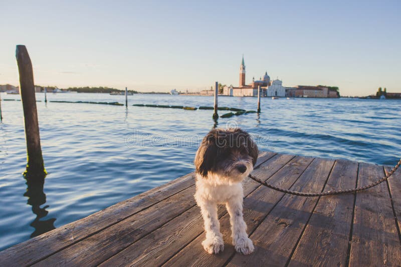 Italy Venice dog stock photo. Image of happy, green, island 78252720