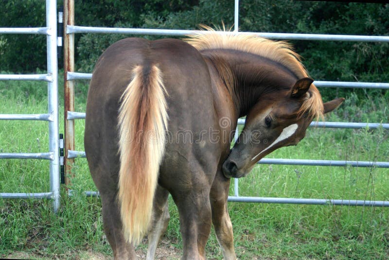 Itchy Colt