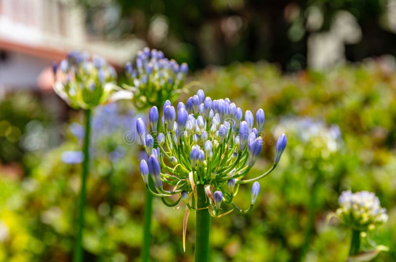 142 Triteleia Blue Stock Photos - Free & Royalty-Free Stock Photos from ...