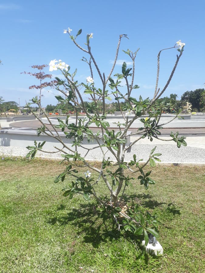 White Araliya Flowers Sri Lanka Stock Photo Image of beautiful