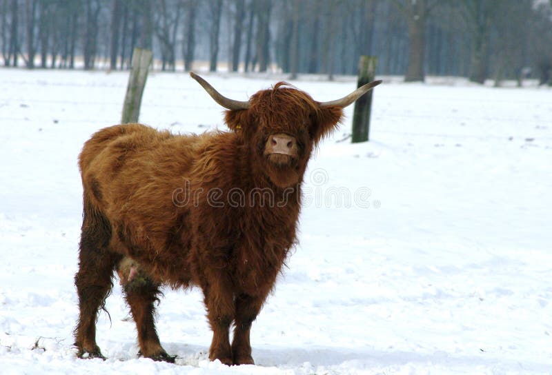Brown Cow Stands in the Meadow in the Snow Stock Image Image of