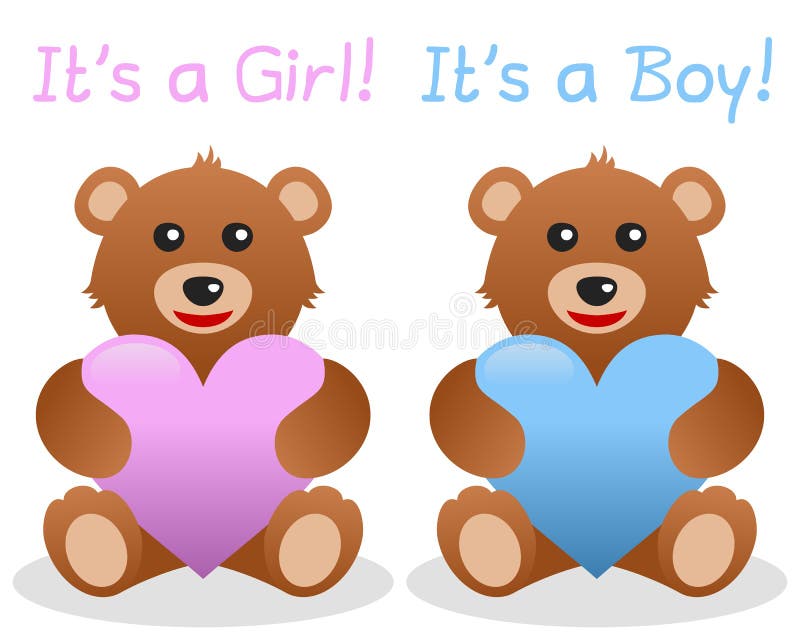 Its a Girl and Boy Teddy Bear. It’s a girl and boy teddy bear holding a pink or blue heart, isolated on white background. Eps file available vector illustration Its a Girl and Boy Teddy Bear. It’s a girl and boy teddy bear holding a pink or blue heart, isolated on white background. Eps file available vector illustration