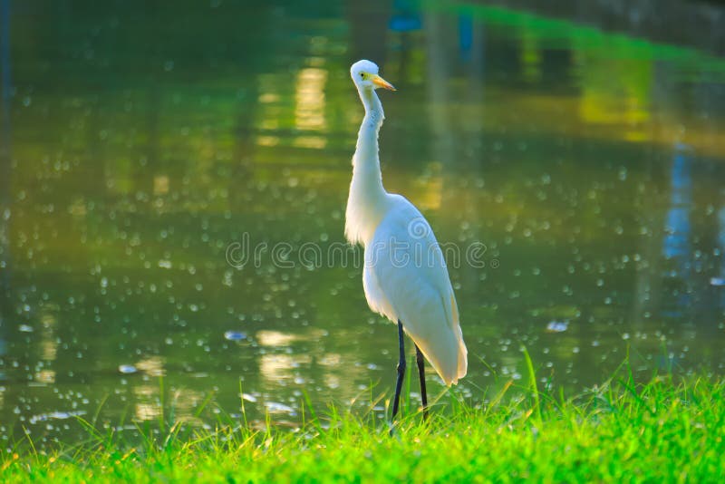 With its head twisted 180 degrees, a tall, orange beaked, white egret stands on the edge of a pond and green lawn. royalty free stock images With its head twisted 180 degrees, a tall, orange beaked, white egret stands on the edge of a pond and green lawn. royalty free stock images