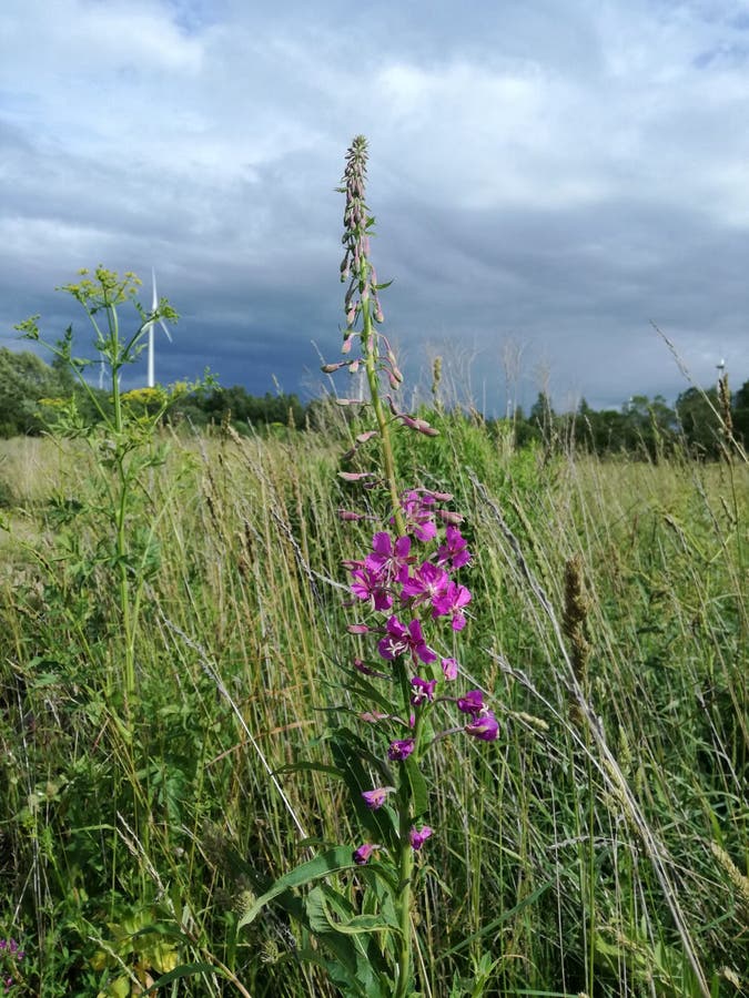 Ivan tea on a forest lawn. royalty free stock image