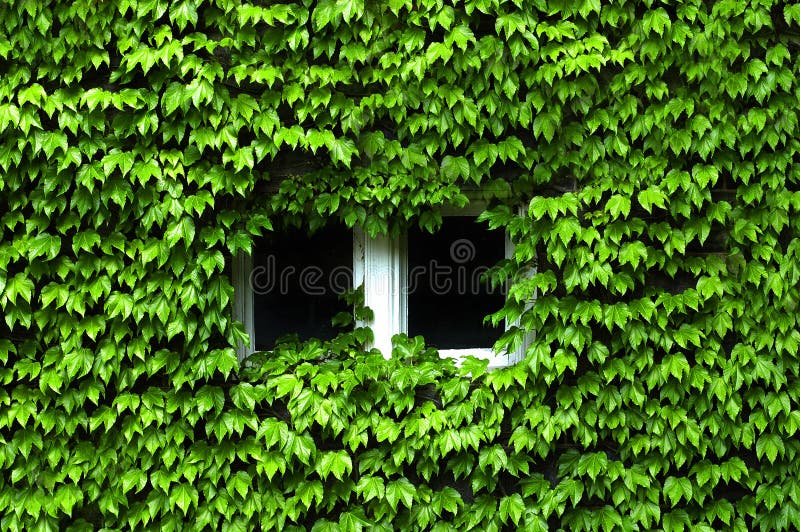 Ivey Covered Windows Lush Green royalty free stock photo