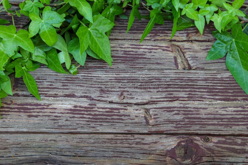 Pictured Ivies Stock Photos Free & RoyaltyFree Stock Photos from