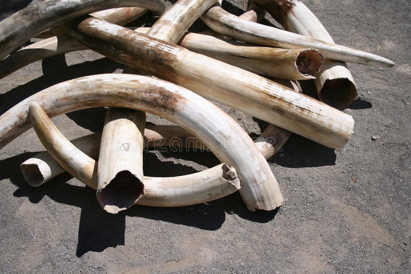 Ivory Tusks