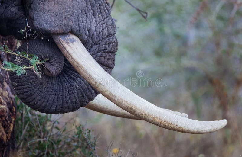 Ivory elephant tusks