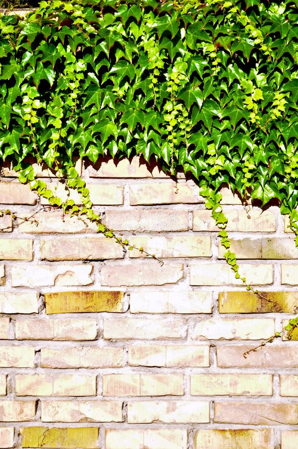 Ivy and brick wall