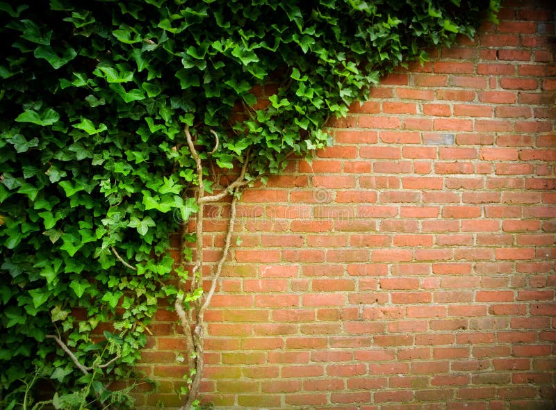 Ivy on a brick wall