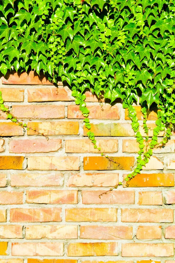 Ivy and bricks