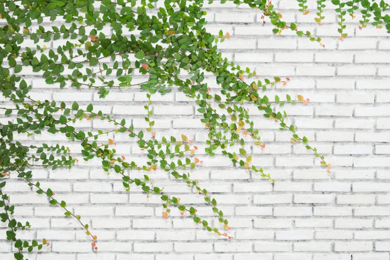 Ivy on bricks wall for background.